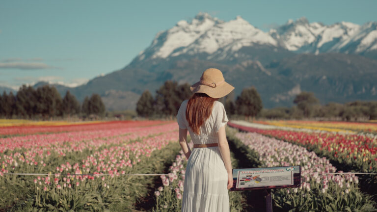 Campo de Tulipanes Trevelin