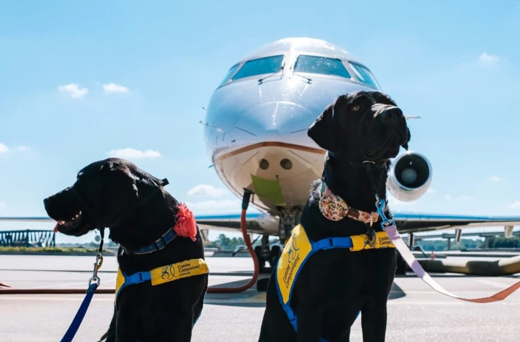 viajar con mascotas en avión