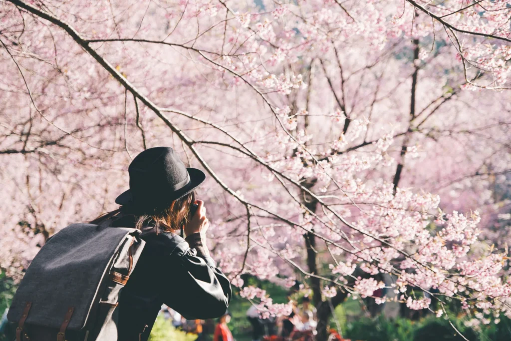 hanami sakura